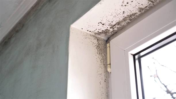 Home Mold Removal in Agua Fria, NM
