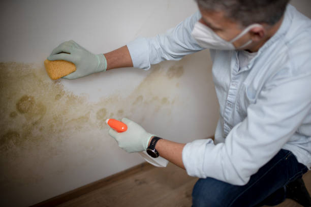 Best Fast Mold Removal  in Agua Fria, NM