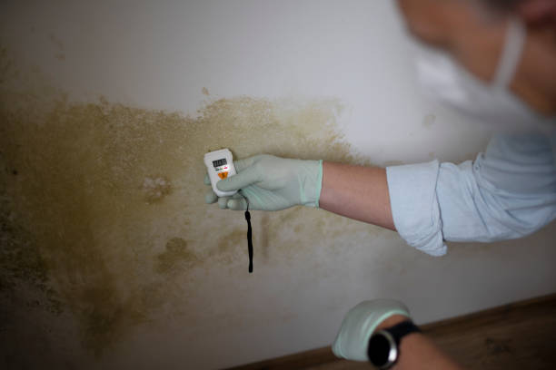 Best Mold Remediation  in Agua Fria, NM