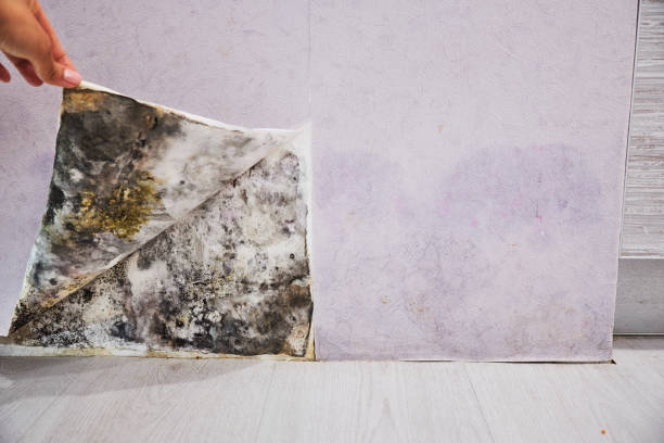 Best Mold Removal Near Me  in Agua Fria, NM